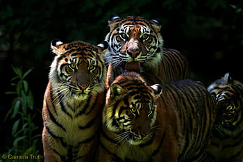 a mothers glory, cats, brothers, tigers, animals HD wallpaper