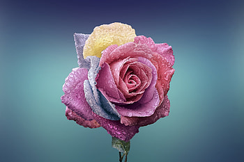 the rose, plant, pink, flower, red, petals, yellow, water drops HD wallpaper