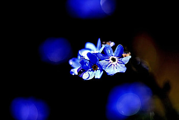 We are Blue, blue, nature, flowers, foregt me not HD wallpaper