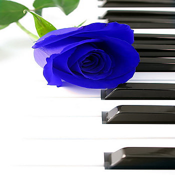 blue, rose, piano, melody HD wallpaper