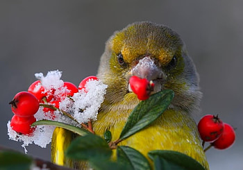 Green Finch, animal, branch, birds, bird, berrys HD wallpaper