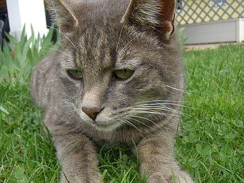 Hello!, cats, face, cat, green eyes HD wallpaper