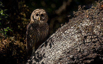 Owl, animal, bird, tree HD wallpaper