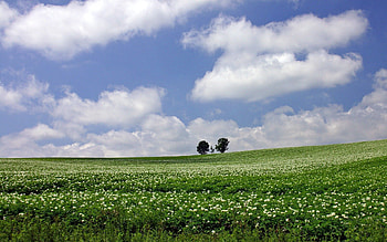 Nature, Trees, Horizon, Field, Farm, Economy HD wallpaper