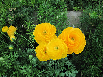 Essence of Flowers 26, graphy, yellow, green, Flowers, garden, orange HD wallpaper
