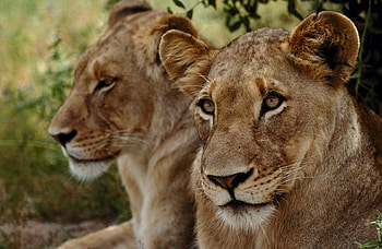 Animals, Lions, Couple, Pair, Muzzle, Predator HD wallpaper