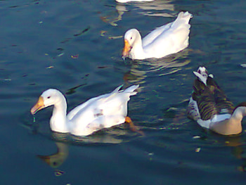 Ducks, lahore, in lake, animals HD wallpaper
