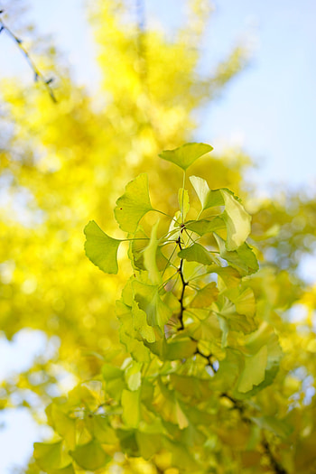 Leaves, Macro, Wood, Tree, Branch HD phone wallpaper