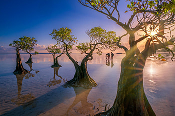 Indonesia, Beach, , Tree, Trees HD wallpaper