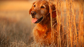 Dogs | Full , backgrounds HD wallpaper