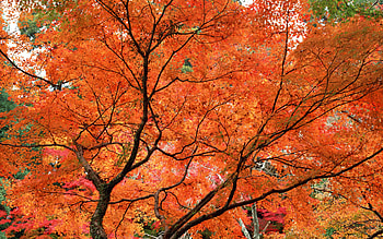 tree, pic, nice HD wallpaper