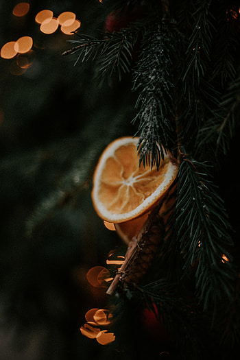 Macro, Branch, Christmas Tree, Lobule, Clove HD phone wallpaper