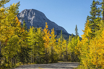 Nature, Trees, Autumn, Road, Slope HD wallpaper