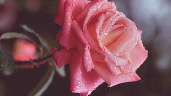Plants, Flowers, Roses HD wallpaper