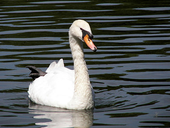Swan, animal, bird, water HD wallpaper