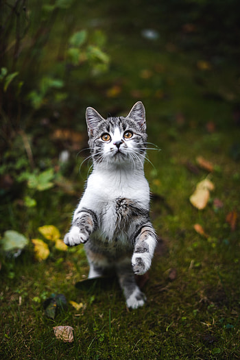 Animals, Cat, Kitty, Kitten, Pet, Grey, Animal HD phone wallpaper