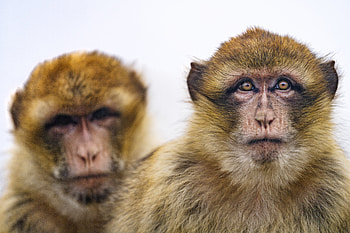 Animals, Monkey, Sight, Opinion, Toque, Macaque HD wallpaper