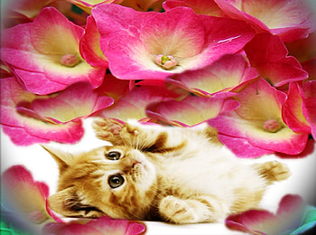 Pretty Kitty, sweet, flowers, kitty, gift HD wallpaper