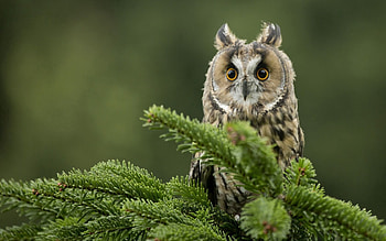 Animals, Owl, Bird, Branch, Predator HD wallpaper