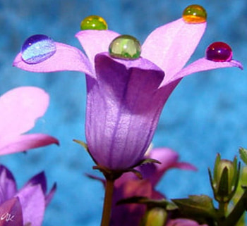 Color Petals, nature, flowers HD wallpaper