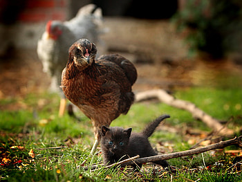 kitty, black, blue eyes, nature, hen HD wallpaper
