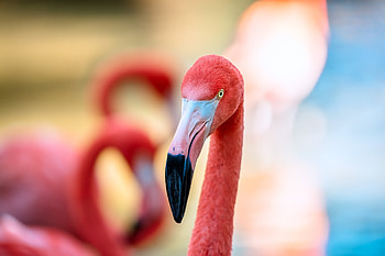 Flamingo, pink bird, muzzle, beak HD wallpaper