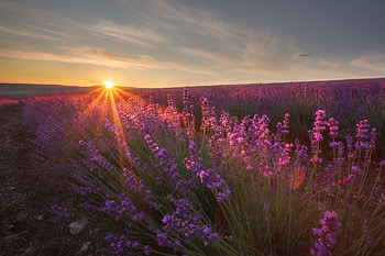 Flower lavender nature, Purple flower sunset, resolution, Stunning views HD wallpaper