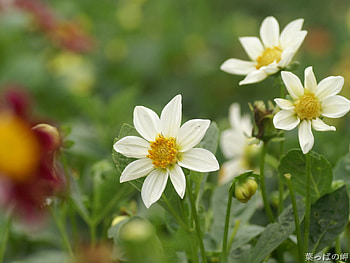 Flowers, Petals, Garden, China HD wallpaper
