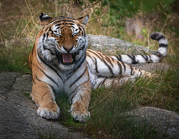 Animals, Predator, Tiger, Fangs, To Fall, Mouth, Animal HD wallpaper