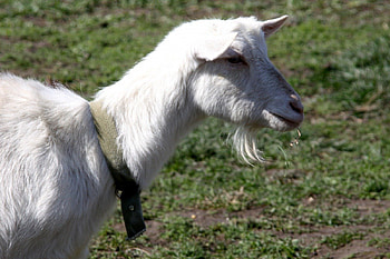 White Goat, billy, beard, nanny, gaot HD wallpaper
