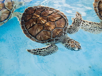 A close-up of a sea turtle gracefully swimming underwater in clear blue water. HD wallpaper