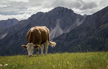 A cow grazing in a lush alpine meadow with a mountain backdrop in Trentino-Alto Adige, Italy. HD wallpaper