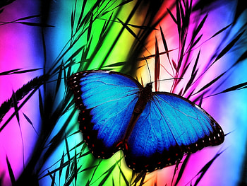 Butterfly!, colours, nature, butterfly, rainbow HD wallpaper