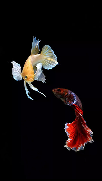 Fish dance, dancing, yellow fish, red fish, animal HD phone wallpaper