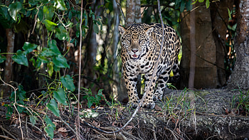 Jaguar Is Standing On Rock With Stare Look In Forest Background Jaguar HD wallpaper