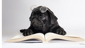 Boring Book, dog, reading, cute, books, puppy, pup, simple, smart, glasses, pug, library, whimsical HD wallpaper