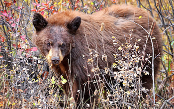 Animals, Grass, Bear, Stroll, Dry HD wallpaper