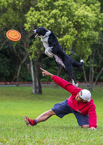 Best frisbee , 100 HD phone wallpaper