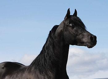 Trevallon, black, stallions, arabians, animals HD wallpaper
