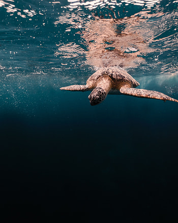 Animals, Water, Sea, Underwater World, Turtle HD phone wallpaper