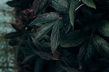 Drops, Plant, Macro, Dark, Wet, Sheet, Leaf, Humid HD wallpaper