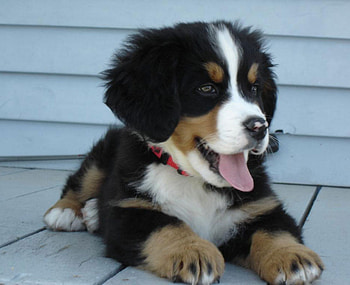 Cuteness, animal, dog, cute, happy, funny, , play HD wallpaper