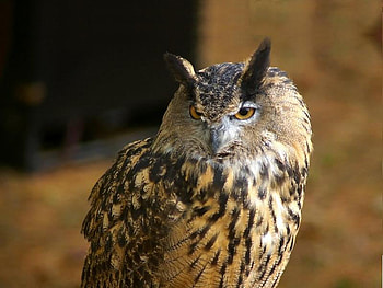 Great Horned Owl, night, horned, bird, owl HD wallpaper