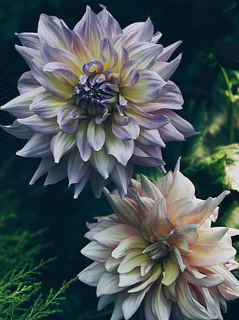 Close-up of stunning dahlia flowers showcasing intricate petals in a lush garden setting. HD phone wallpaper