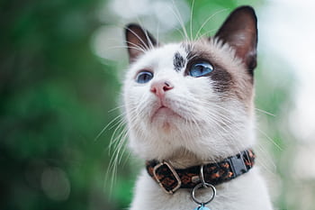 Close-up portrait of a blue-eyed cat with blurred green background, highlighting its striking features. HD wallpaper