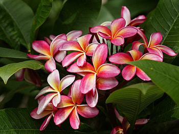 Flowers, Leaves, Bush, Gentle, Delicate, Plumeria HD wallpaper