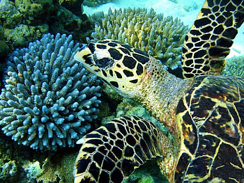 Just Swimming, coral, black, large, dots, turtle, turquoise, animals, reptiles, water HD wallpaper
