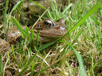 summer frog, garden, frogs, animals, pond HD wallpaper