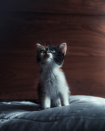 Animals, Cat, Kitty, Kitten, Pet, Sight, Opinion, Sweetheart, Nice HD phone wallpaper