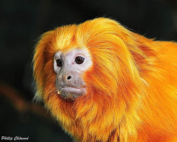 Golden Lion Tamarin, nature, monkey, wild, rare HD wallpaper